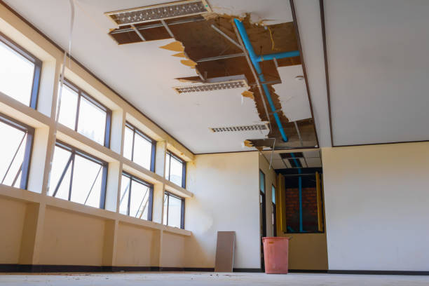 Best Water damage cleanup near me  in Griggsvle, IL